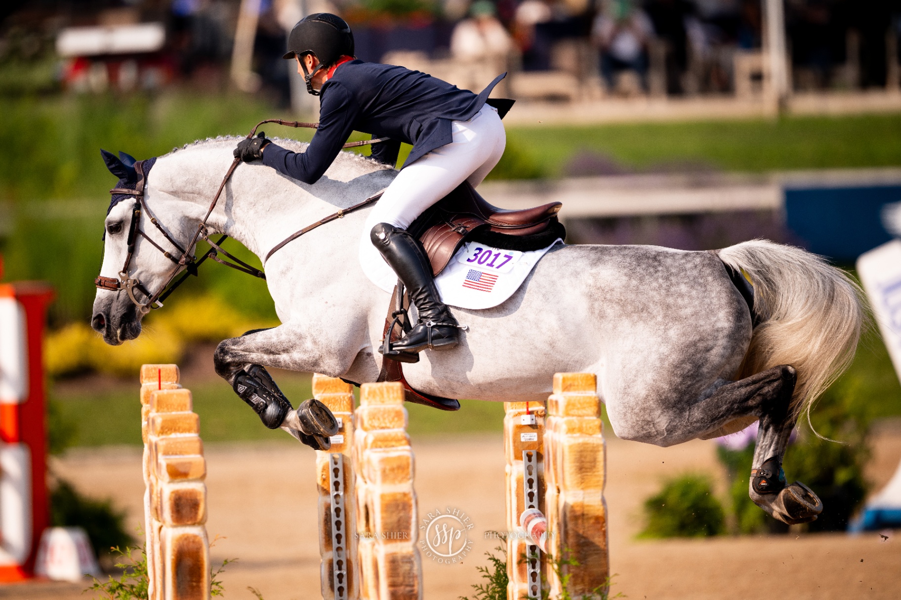 Hunter jumper sales horse at Pegasus Show Stable