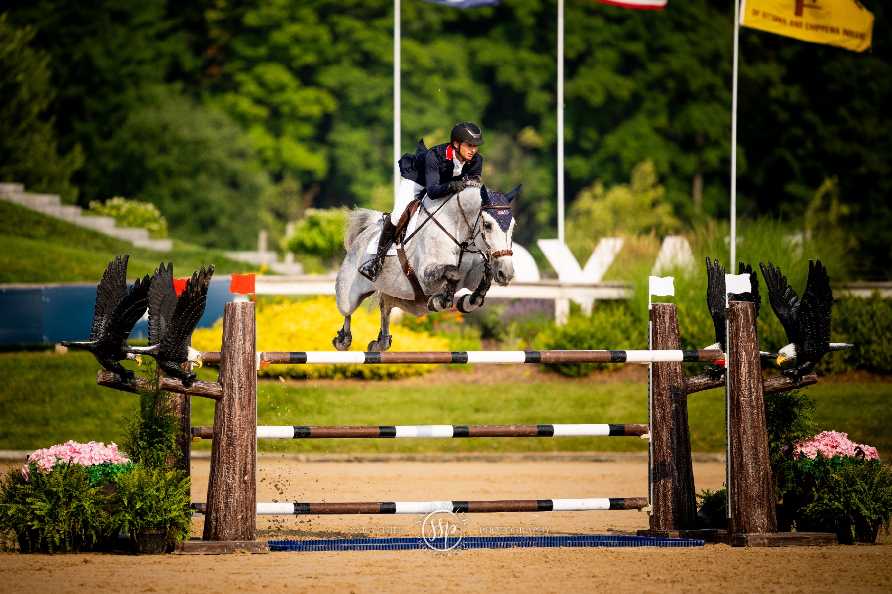 Hunter jumper sales horse at Pegasus Show Stable